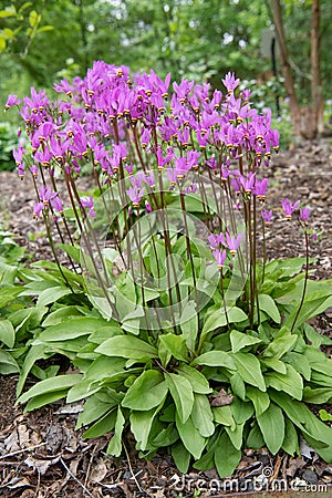 Eastern shooting star Dodecatheon meadia, pink flowering plant Stock Photo